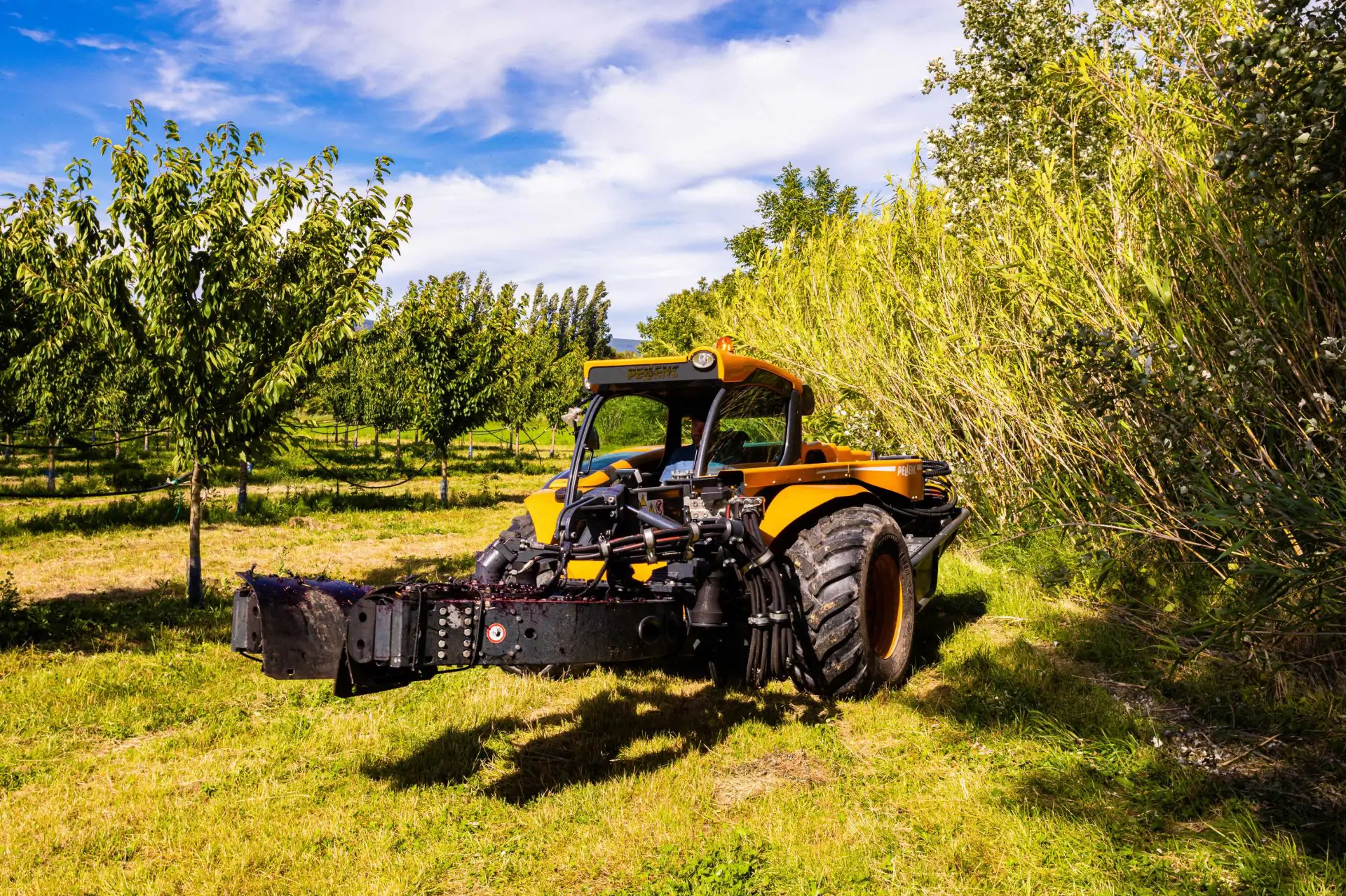 Buggy 5000S vibreur automoteur arboricole     